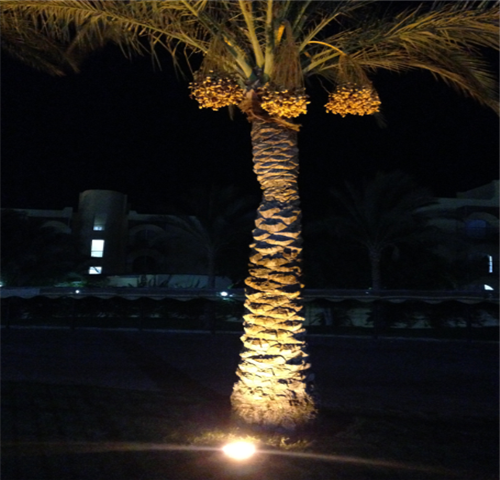 светодиодный фонарь для пальм